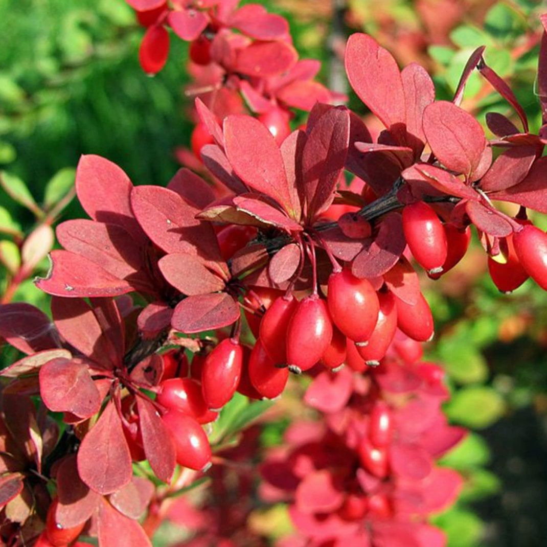 Барбарис Люкс в ассортименте С2