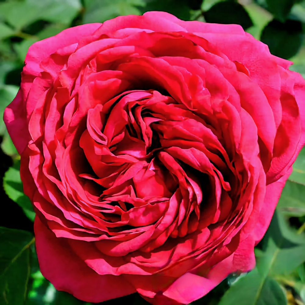 Роза чайно-гибридная Роза 4-х ветров V5 Lav