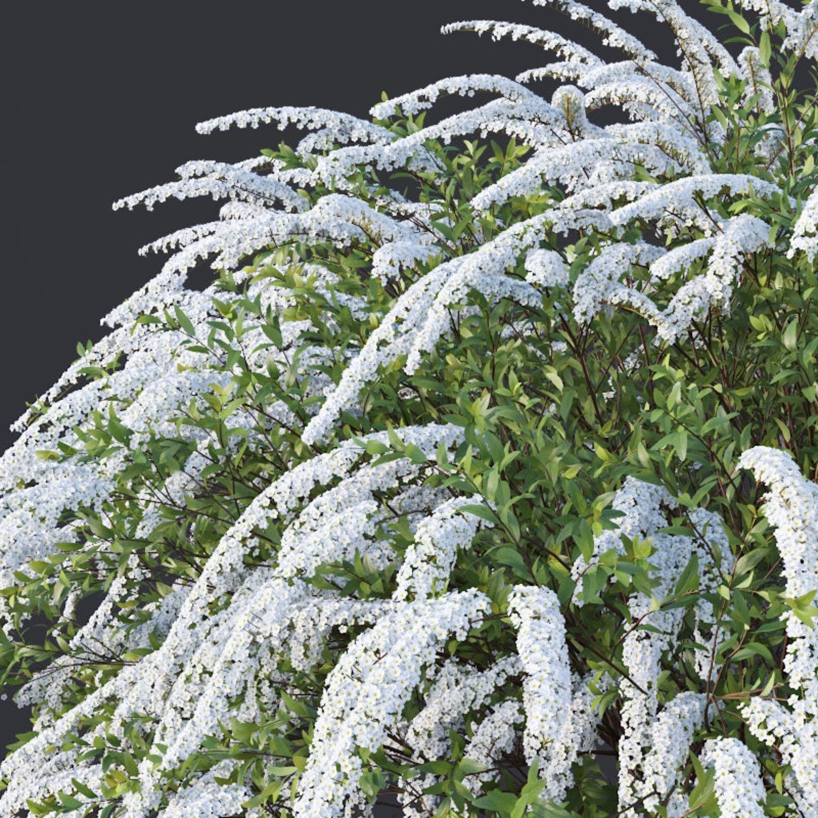 Спирея серая Грефшайм Р9