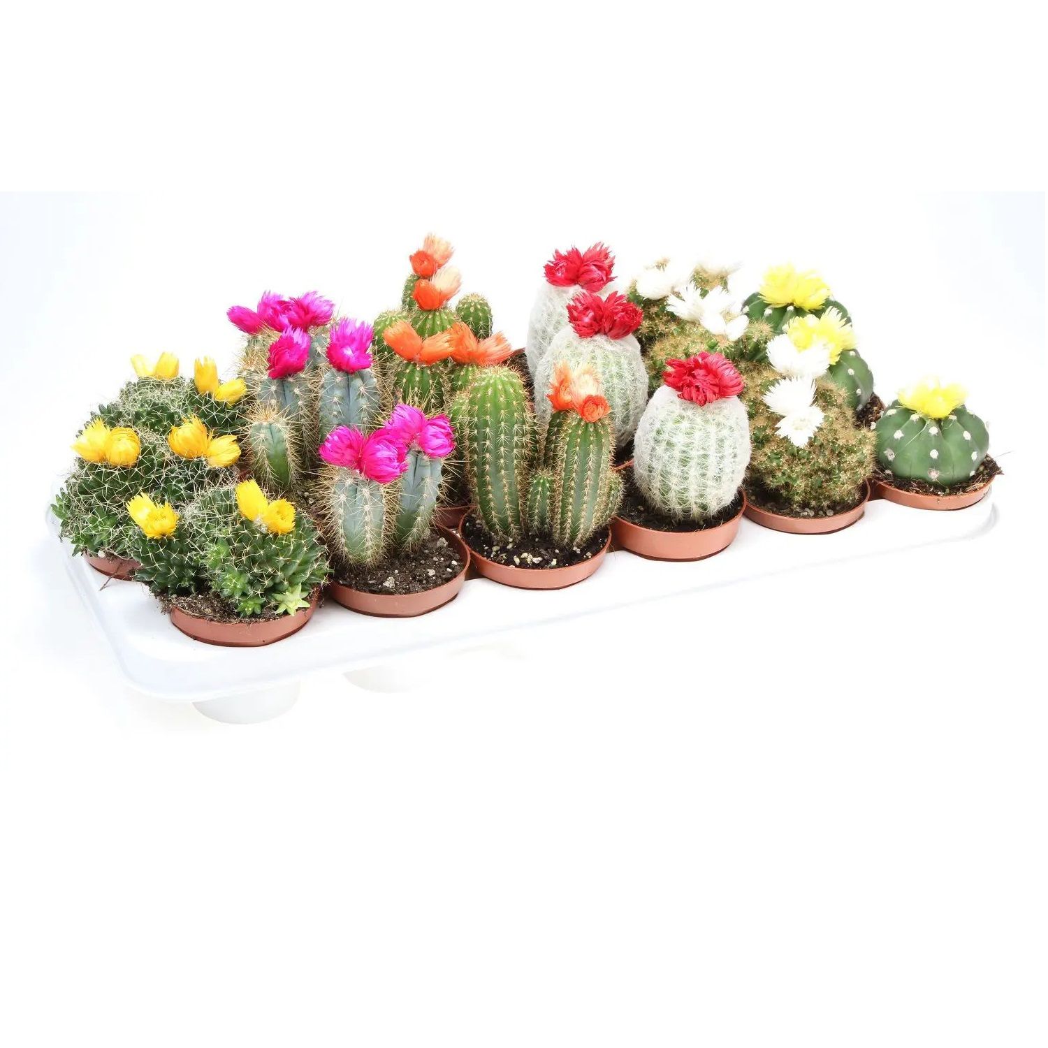 Кактус с цветами микс d6,5 см