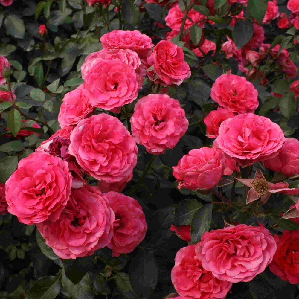 Роза парковая Ботэ Антик С2