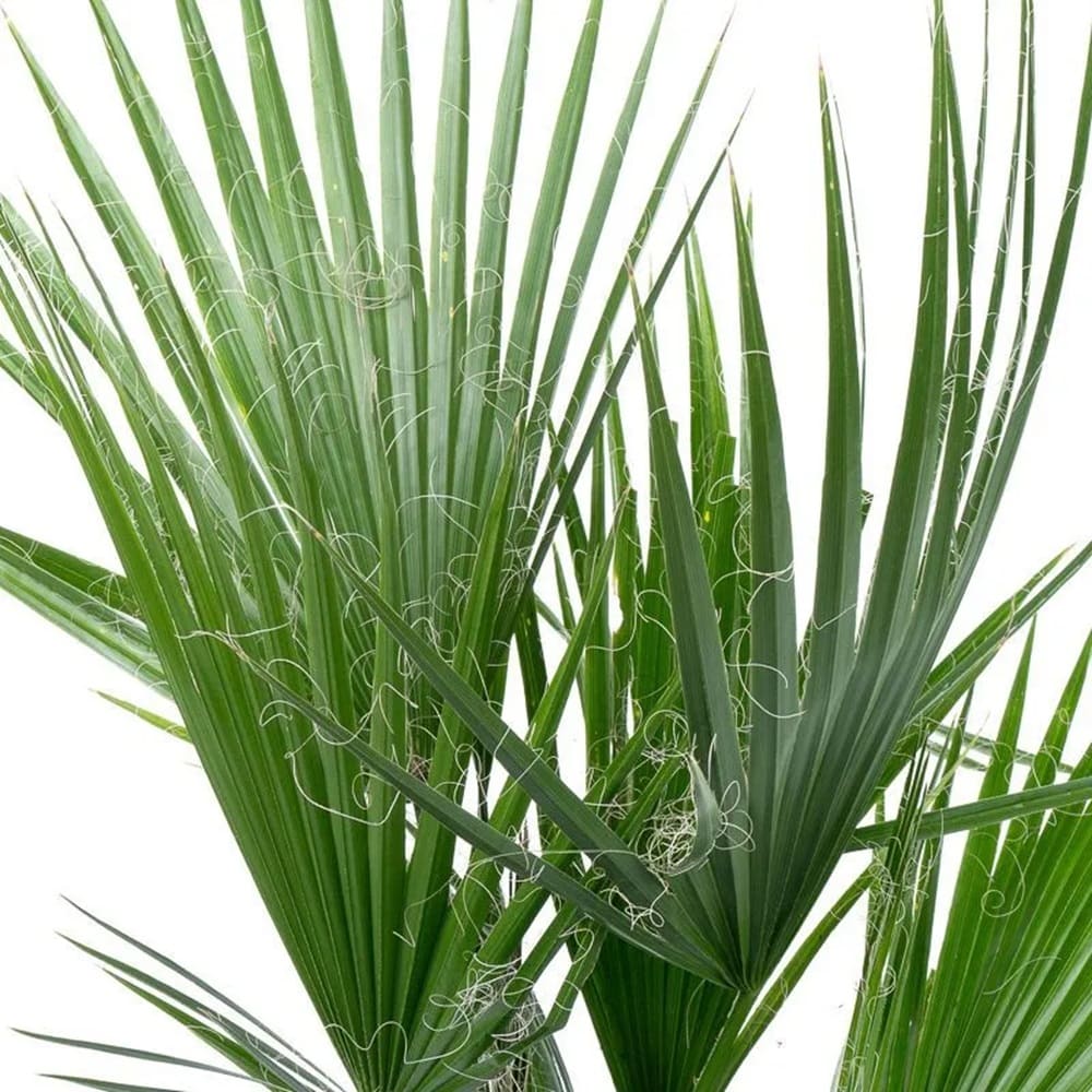 Вашингтония Робуста d17 см h130 см