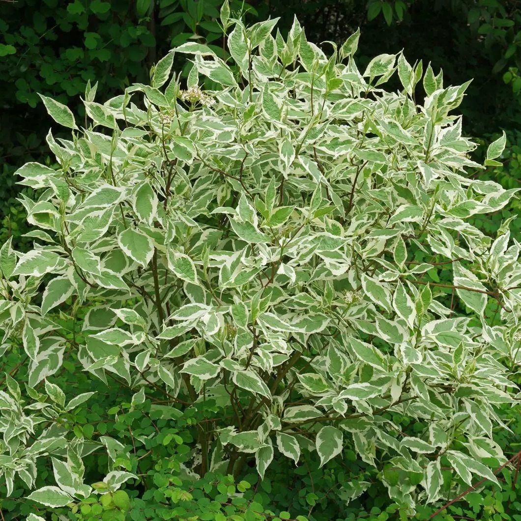 Дерен белый Сибирика P9