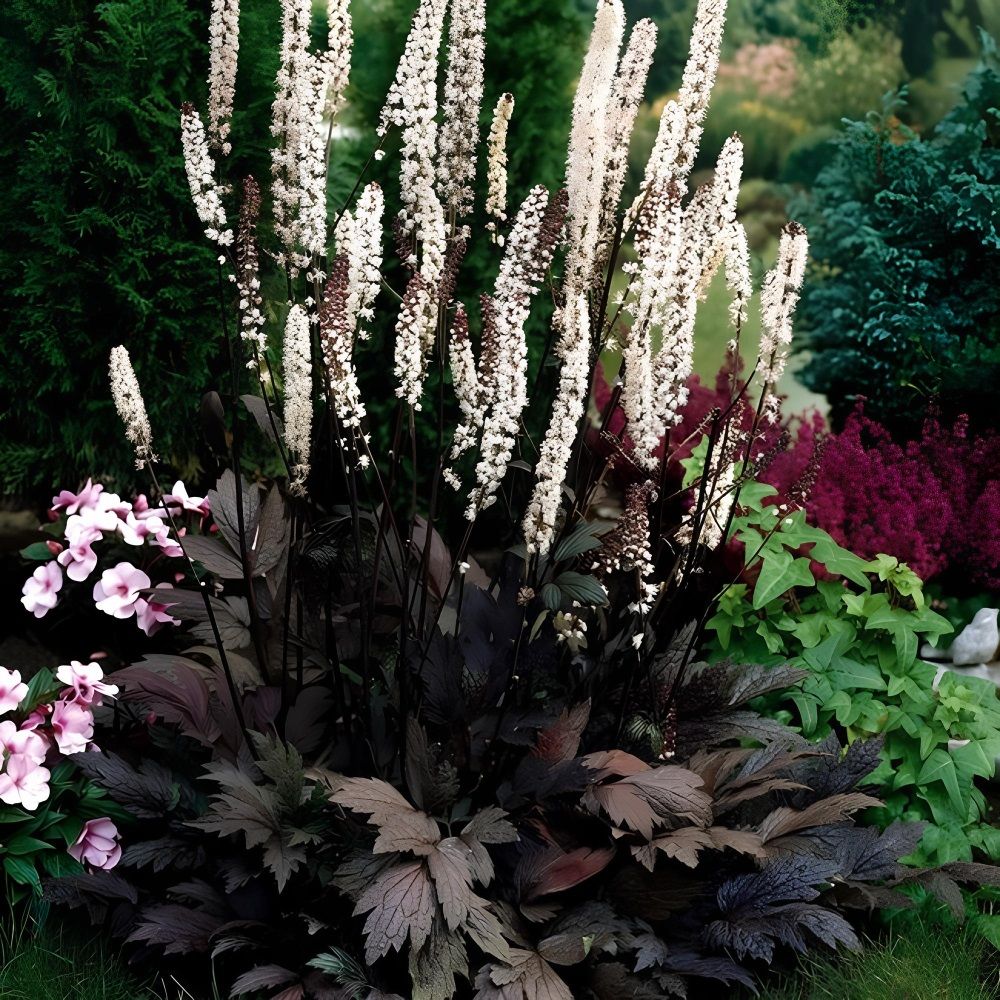 Клопогон ветвистый Атропурпуреа/К