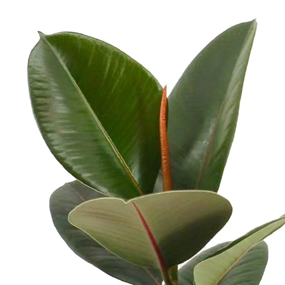 Фикус Эластика Робуста d15 см