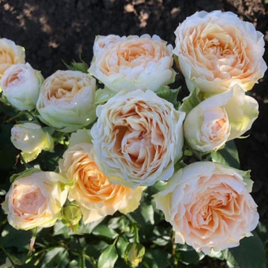 Роза чайно-гибридная Гравити С7/С10