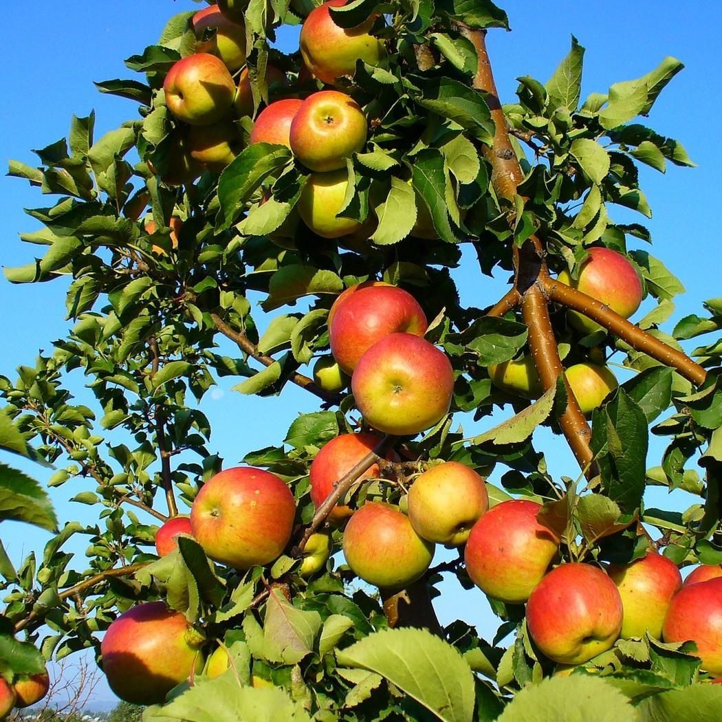 Яблоня осенняя Победитель С7