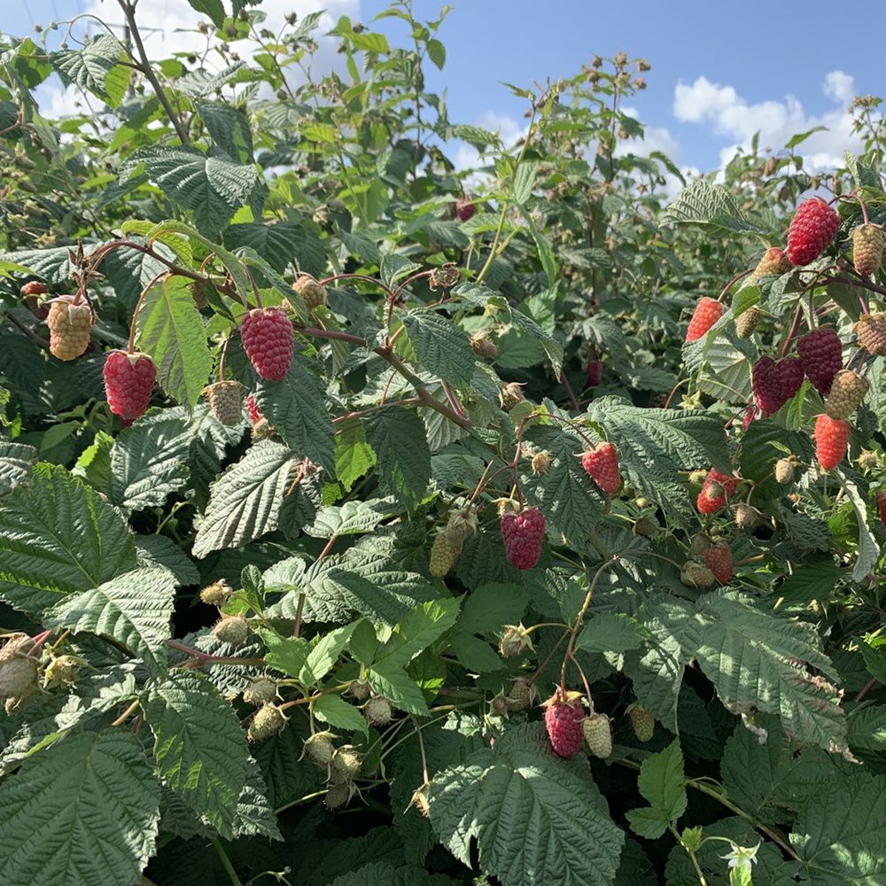 Малина ремонтантная красная Самохвал ЗКС