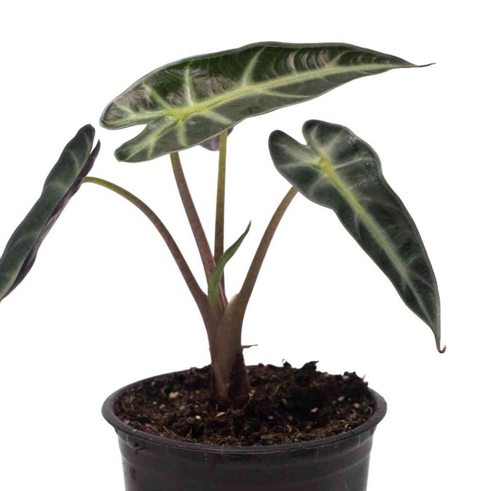 Алоказия микс d8 см