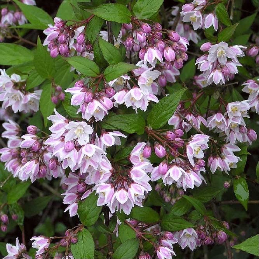 Дейция пурпурная Калмифлора