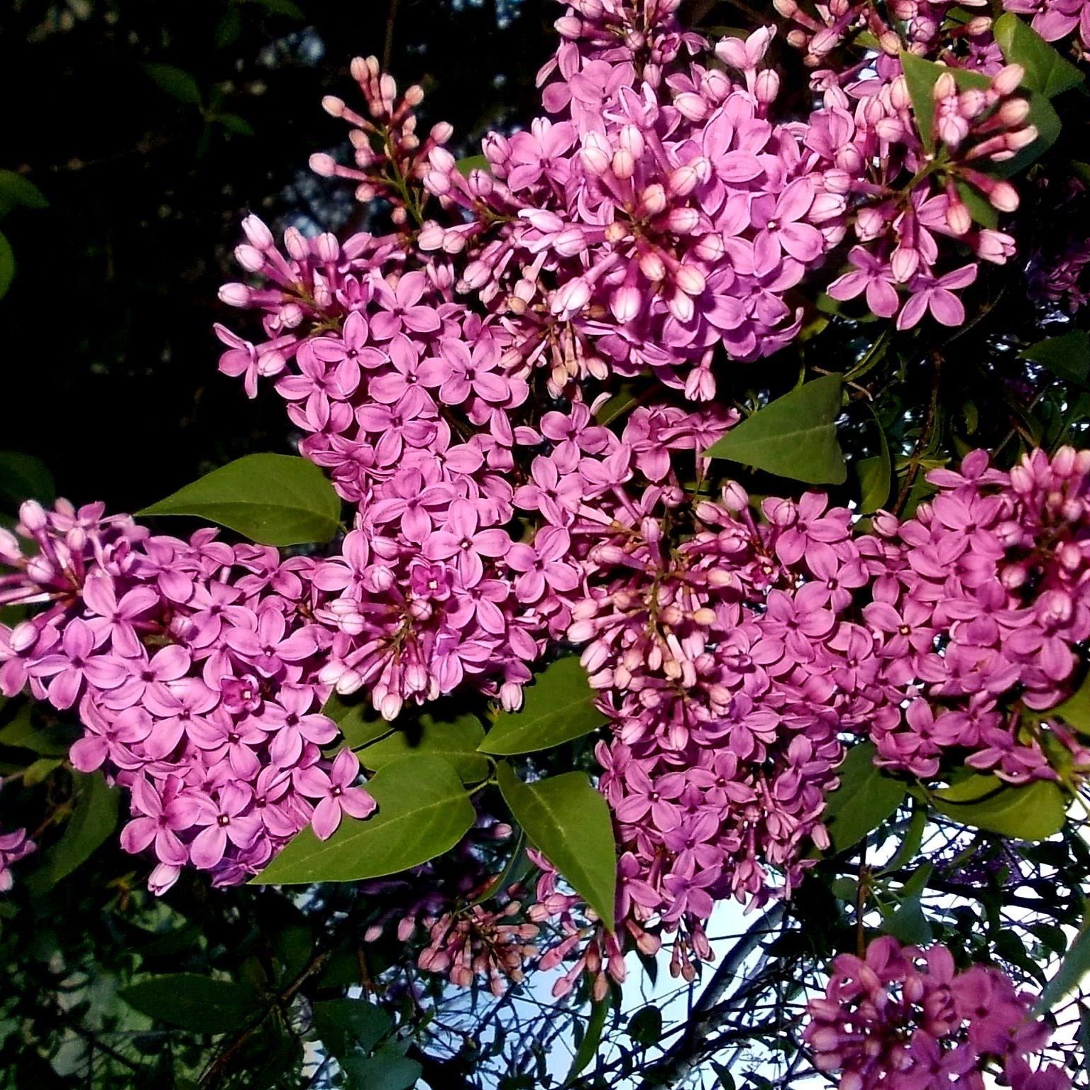 Сирень кустовая 2л