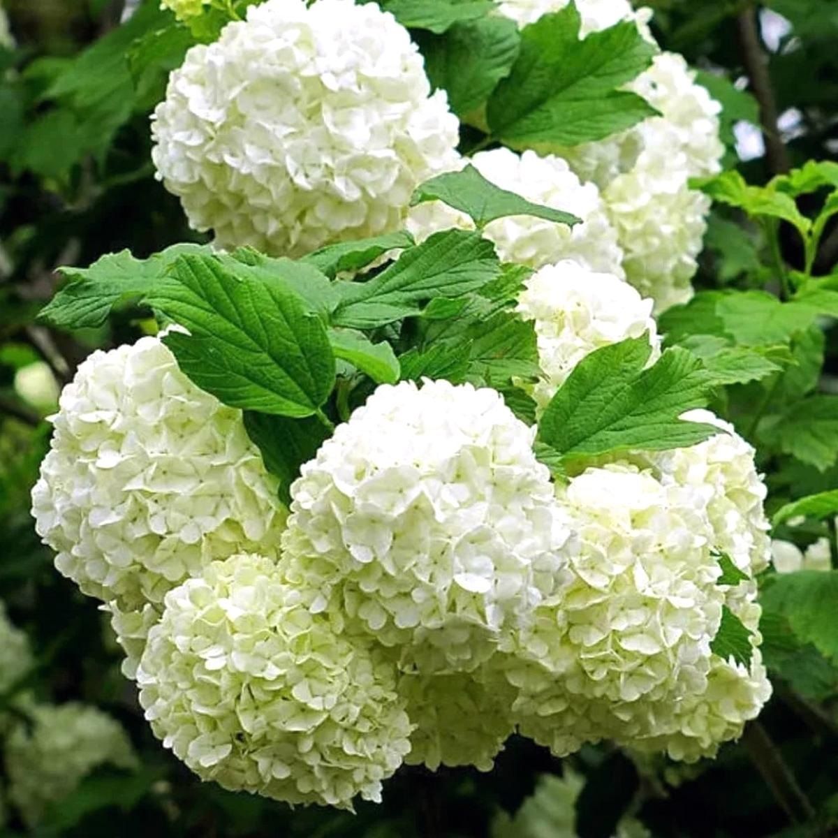 Калина обыкновенная декоративная Бульденеж С2