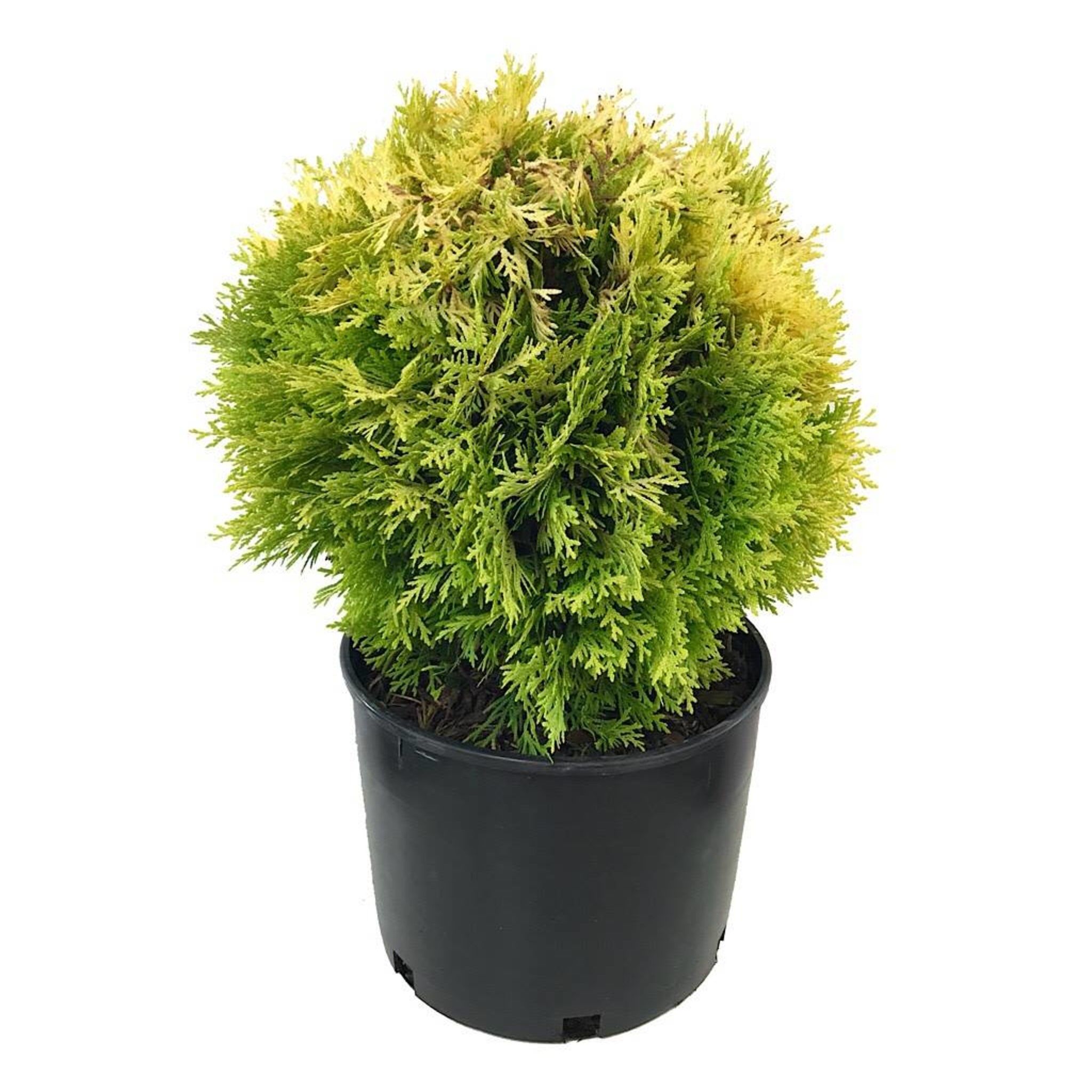 Туя западная Мириам h25-30 см