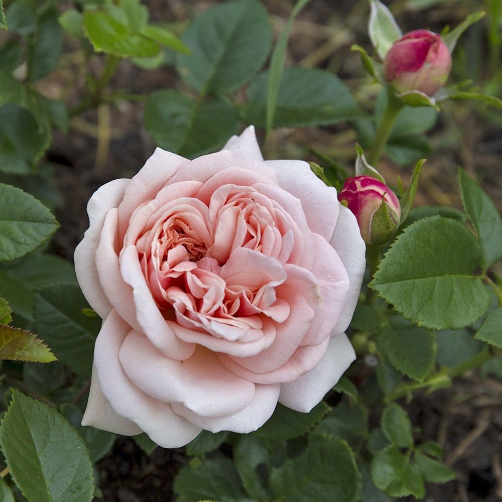 Роза английская Клер роуз V5 Lav