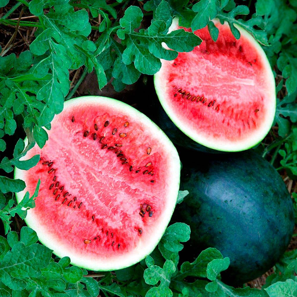 Арбуз Шуга Бейби (А) ц\п