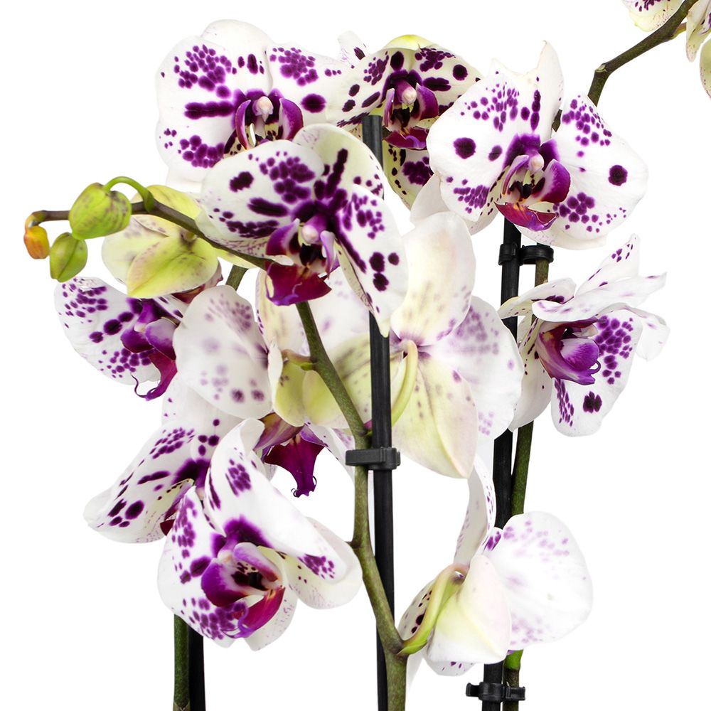 Орхидея Фаленопсис микс 3 ст d12 см