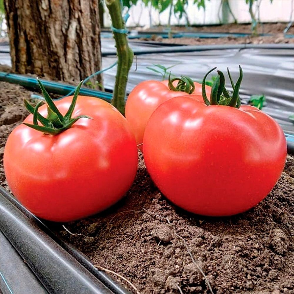 Томат Добрыня Никитич (А) ц/п