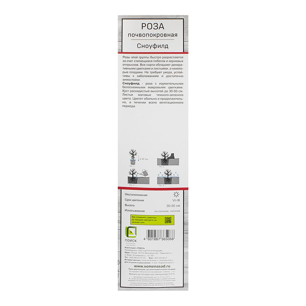 Роза почвопокровная Сноуфилд