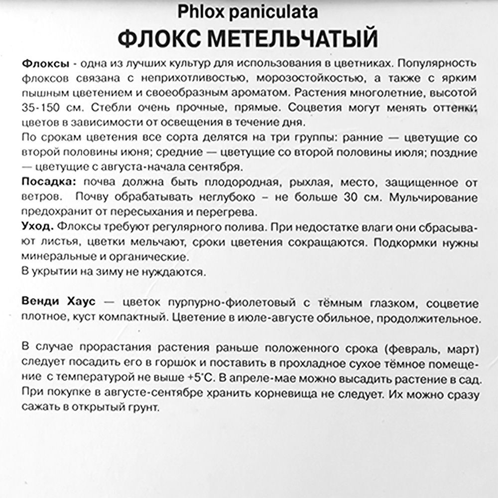 Флокс метельчатый Венди Хаус/К