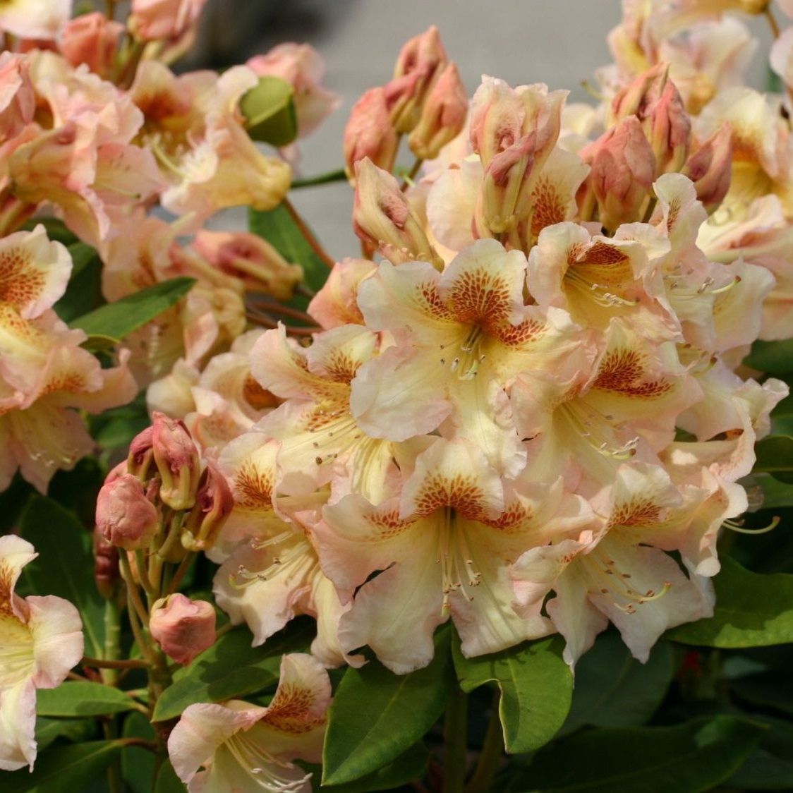 Рододендрон гибридный Фредерик V5