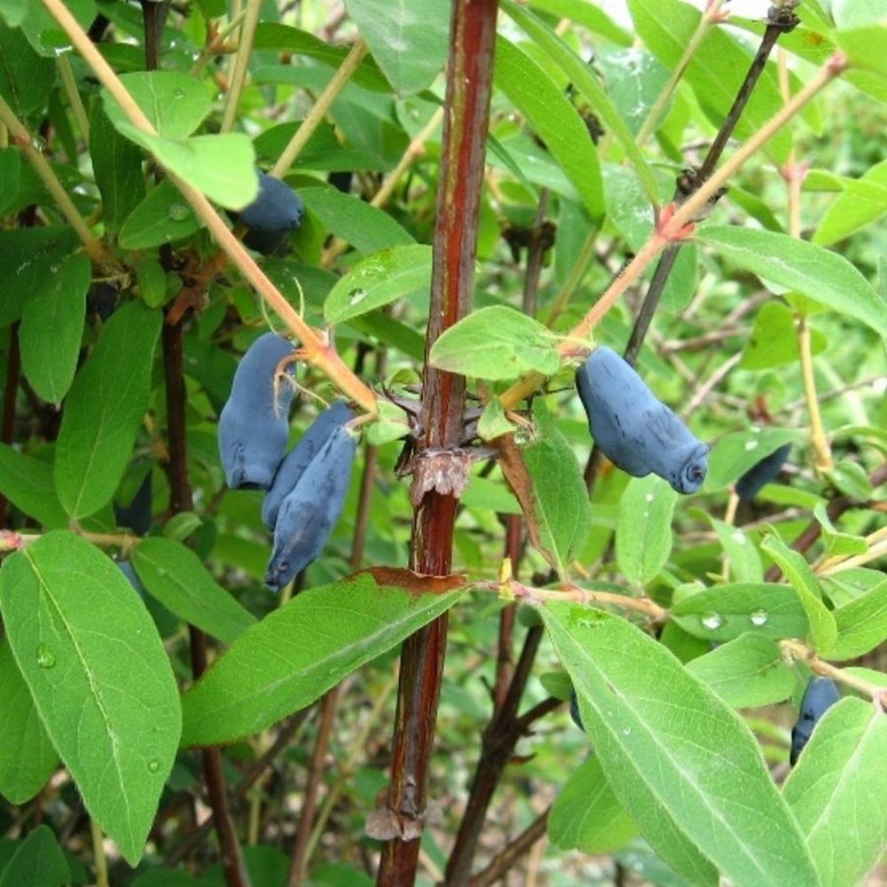 Жимолость съедобная Соловей ЗКС