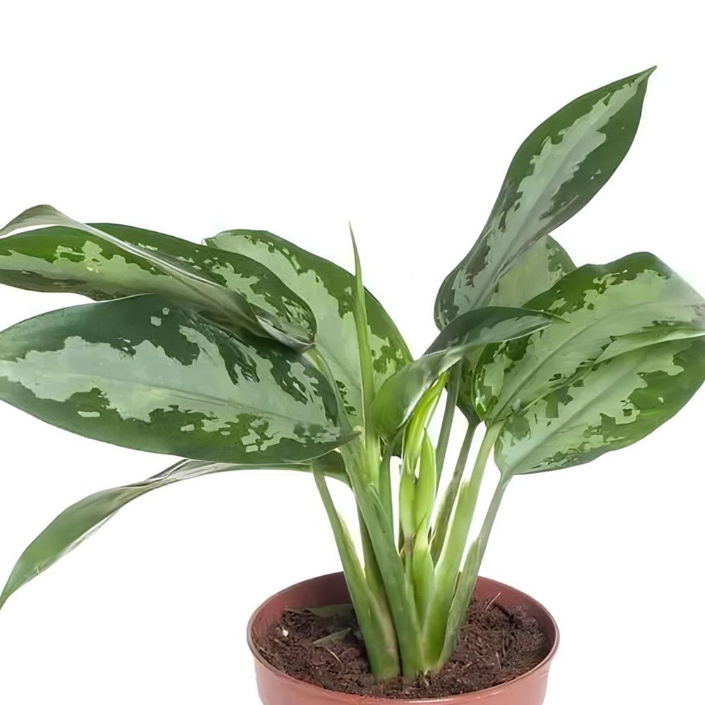 Аглаонема микс d9 см