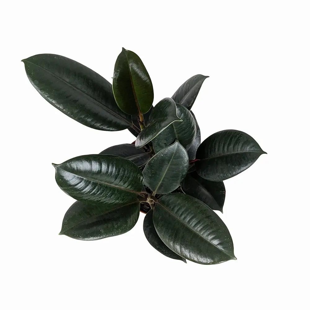 Фикус эластика Бургунди d12 см h30 см