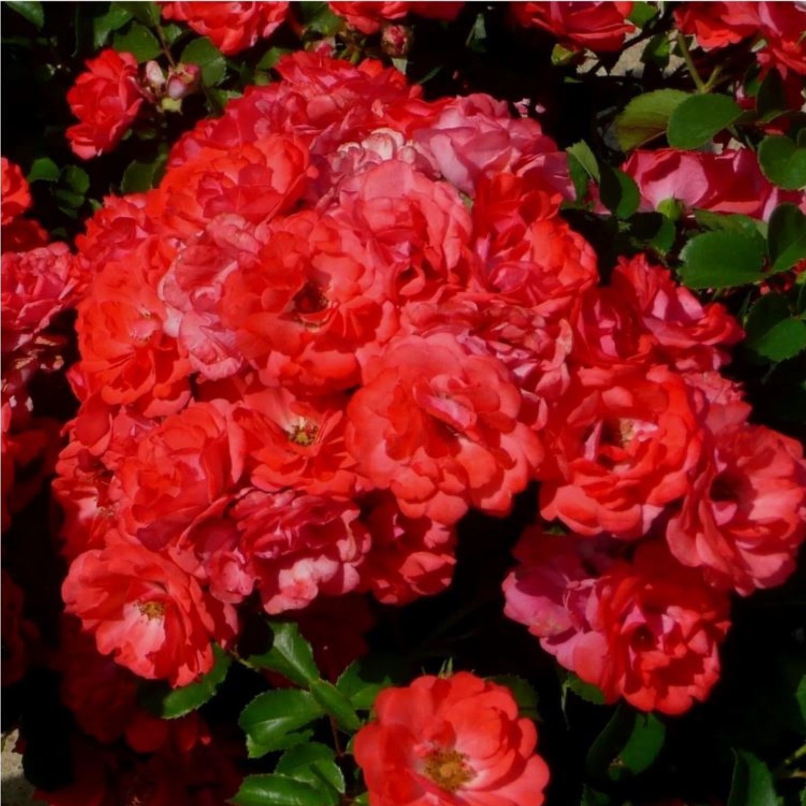 Роза миниатюрная Мейян V7