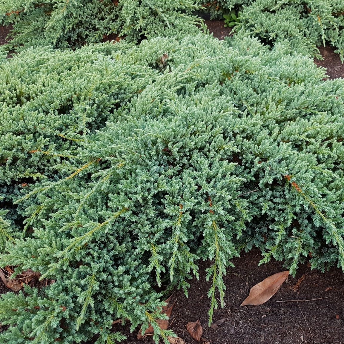 Можжевельник прибрежный Блю Пасифик H30-50 см