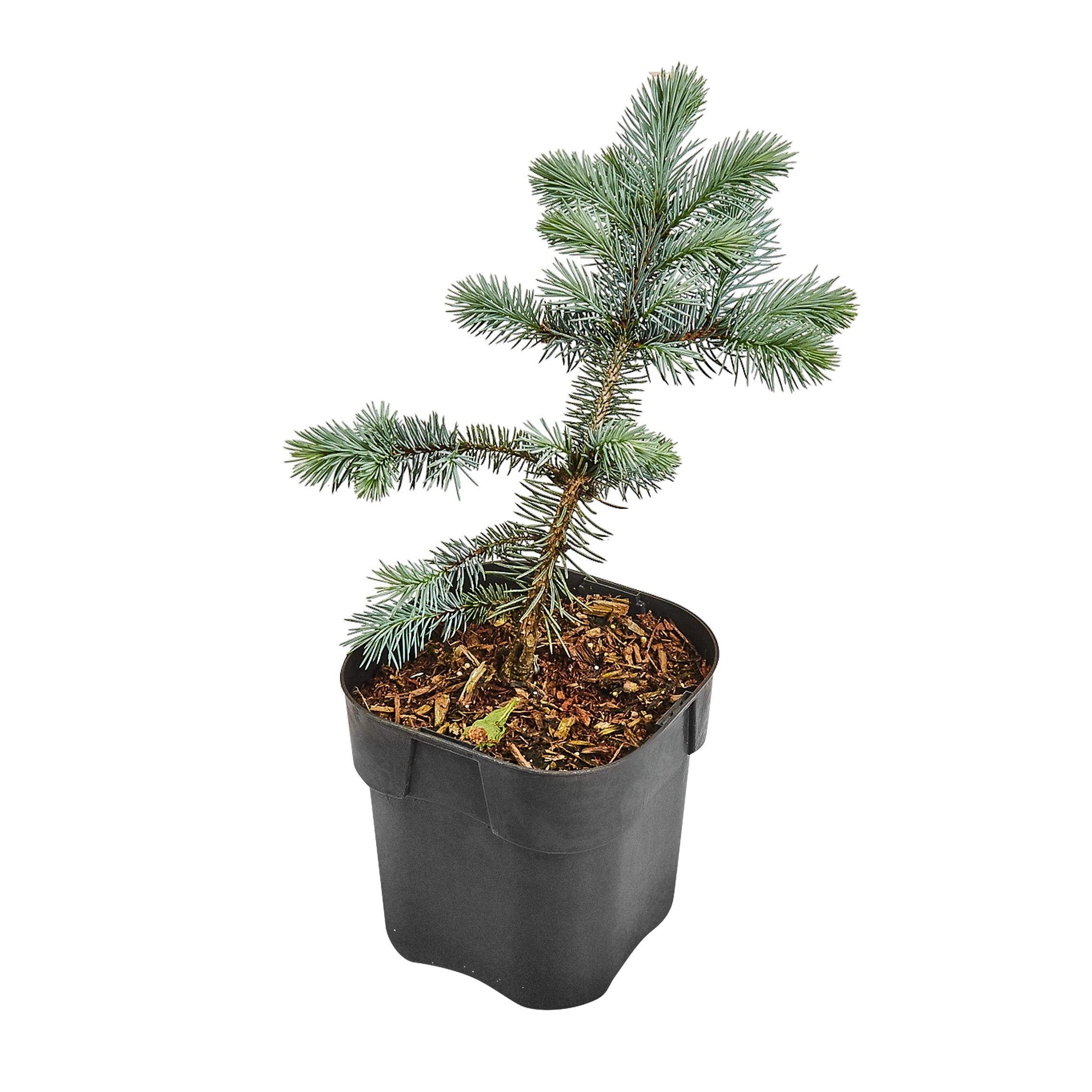Ель колючая Карпатен d23 см h45 см