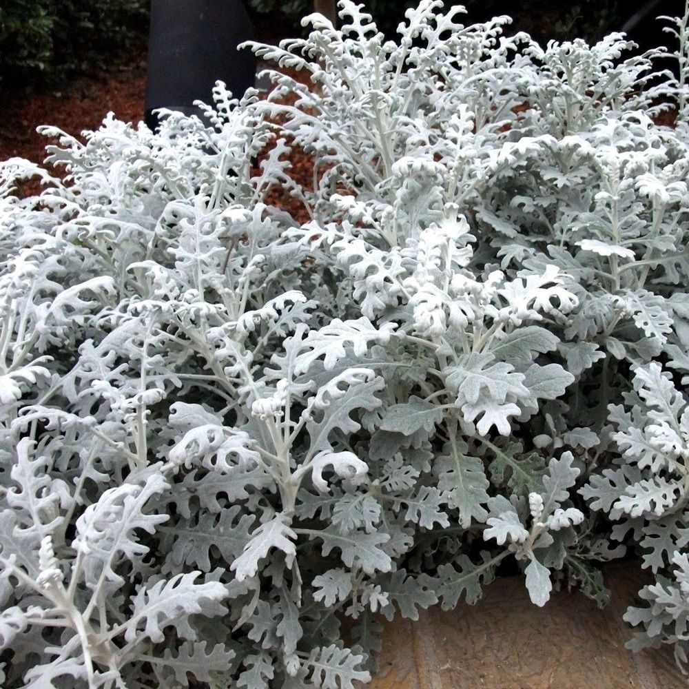 Рассада Цинерария 6 шт