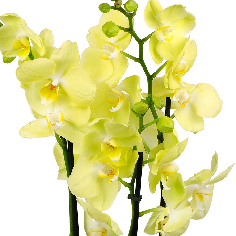 Орхидея Фаленопсис микс 3 ст d12 см