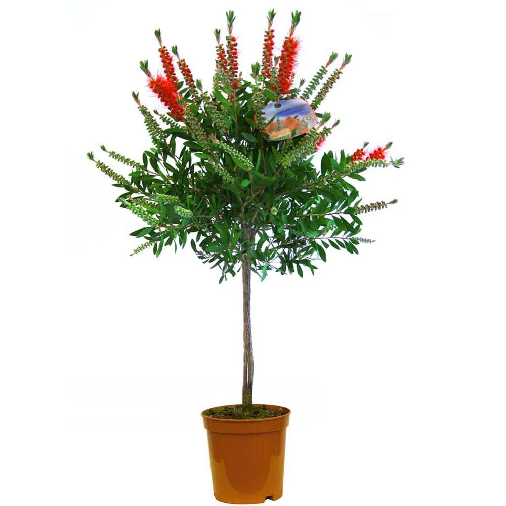 Каллистемон на штамбе d18 см h65 см