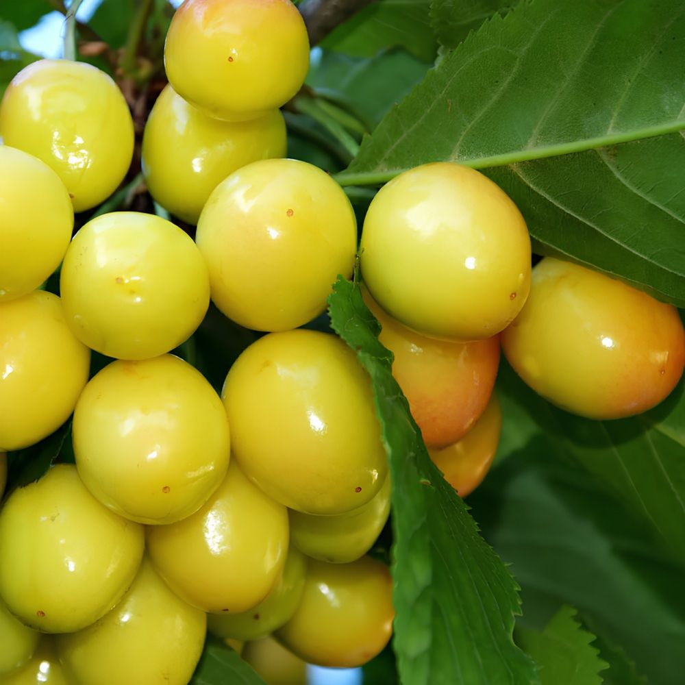 Черешня Орловская янтарная ЗКС