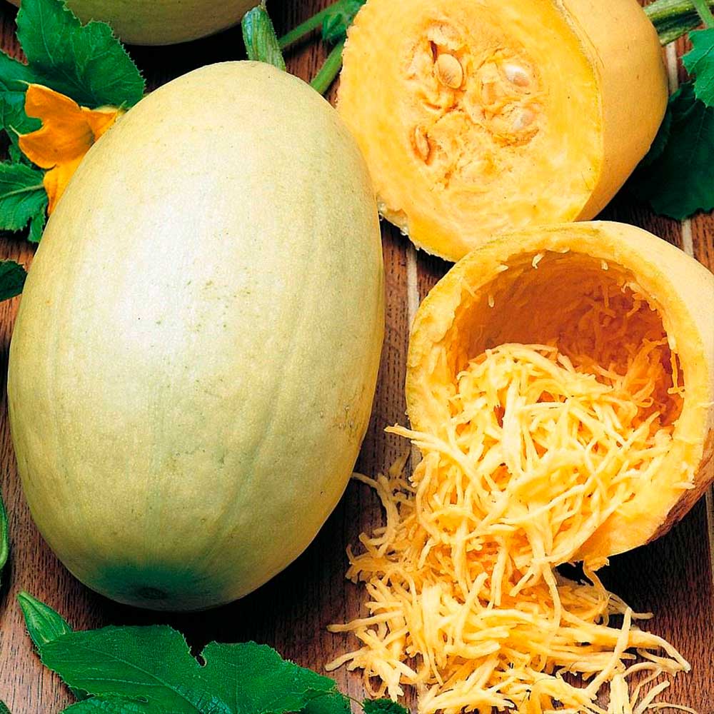 Кабачок Спагетти фемели (А) (ЦВ) 12шт.