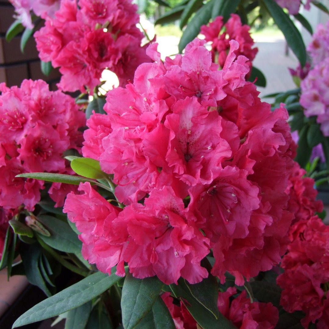 Рододендрон гибридный Дабл Кисс V5