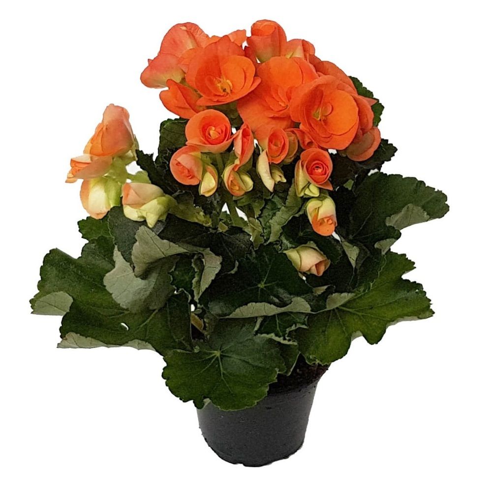 Бегония Элатиор d15 см