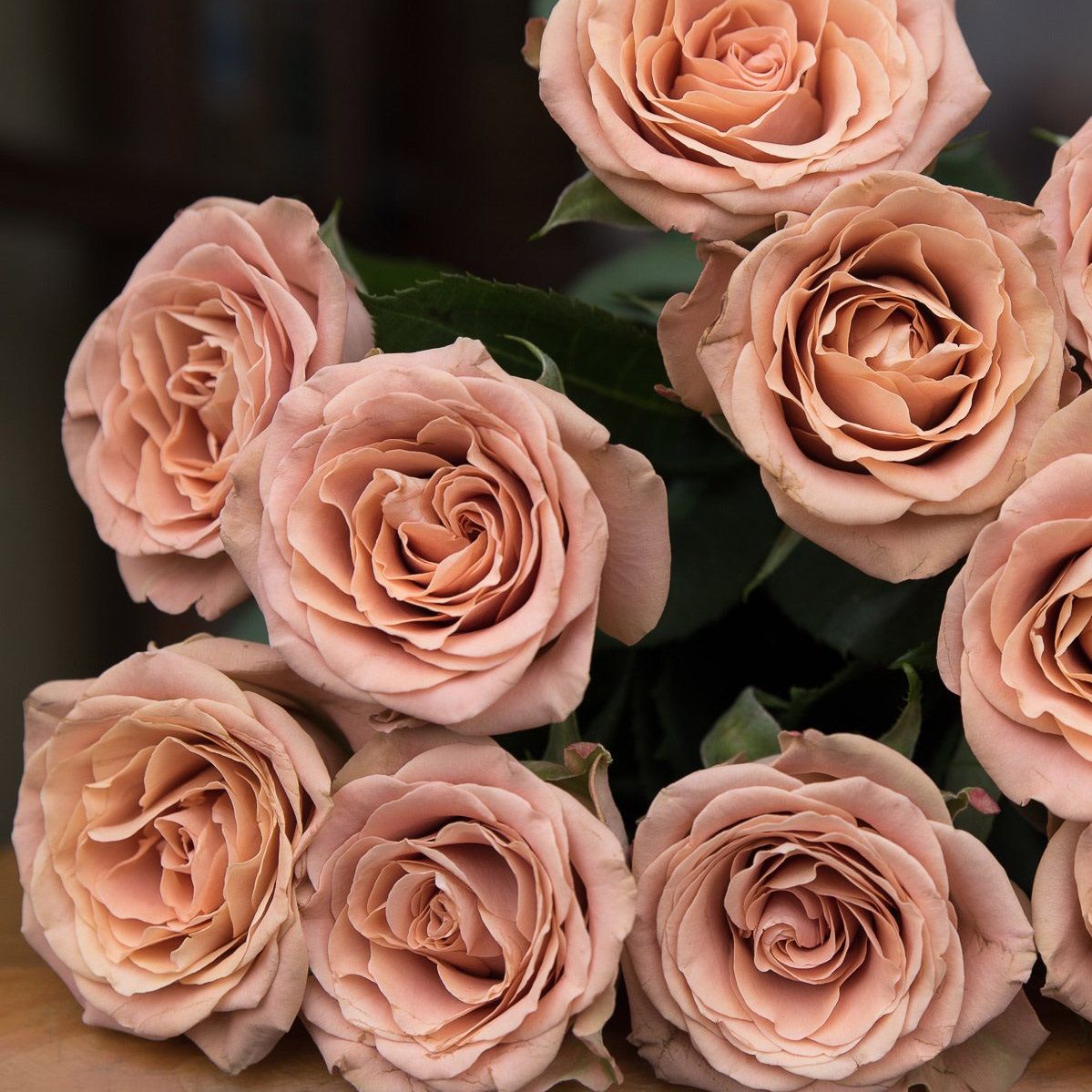 Роза чайно-гибридная Кофе Латте С7/С10