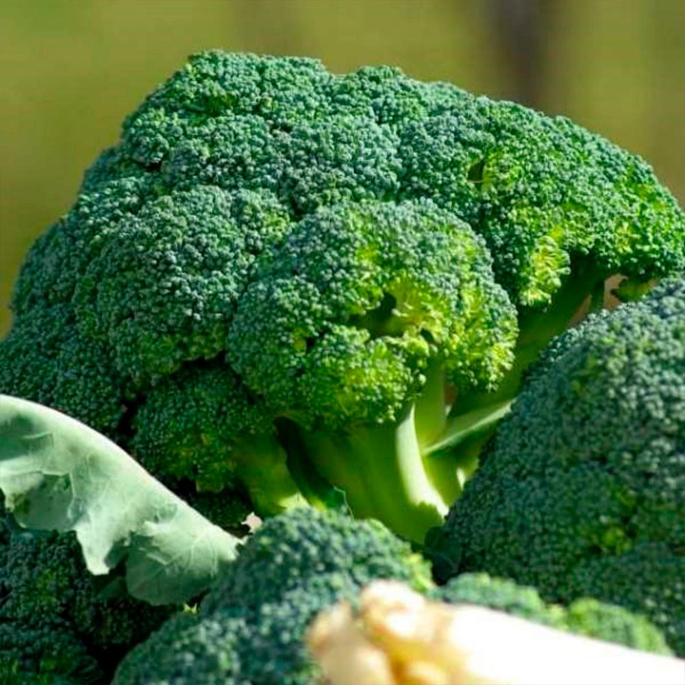 Капуста брокколи Фортуна (А) ц/п