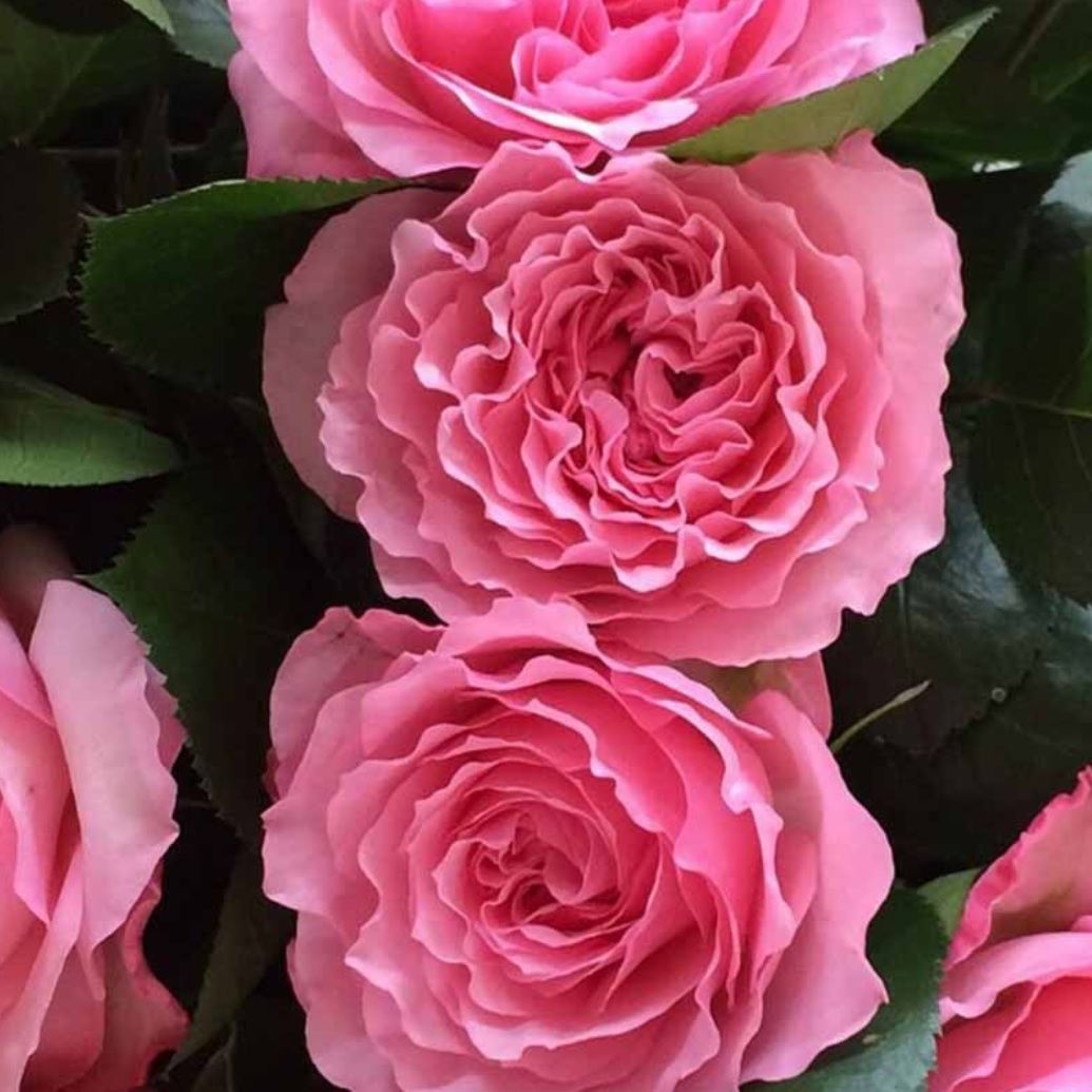 Роза чайно-гибридная Майра V5 Lav