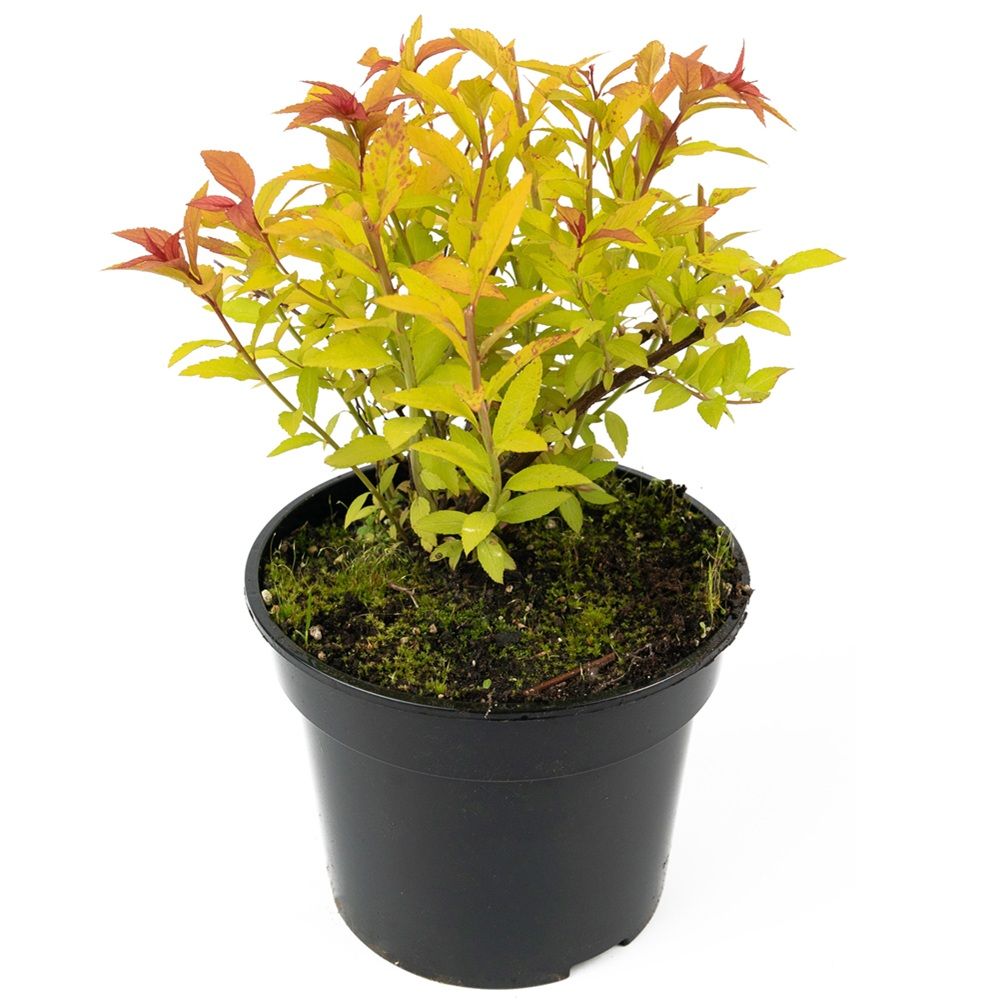 Спирея японская Голдфлейм С2