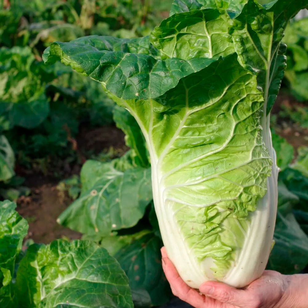 Капуста пекинская нежность F1 ц/п