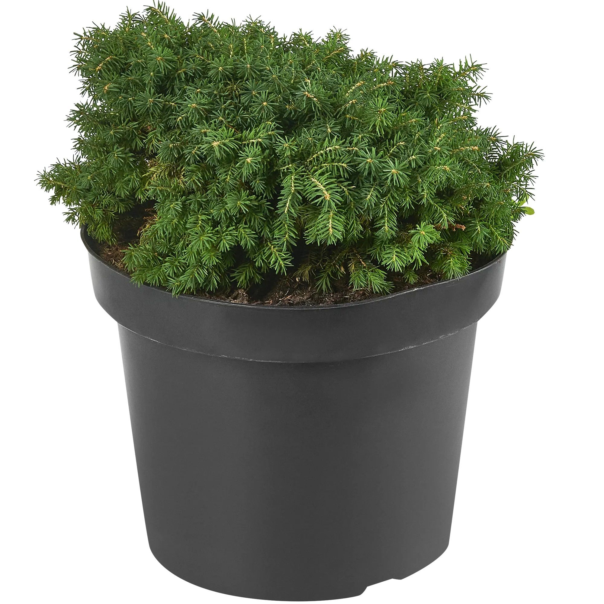 Ель обыкновенная Литтл Гем H30-50 см