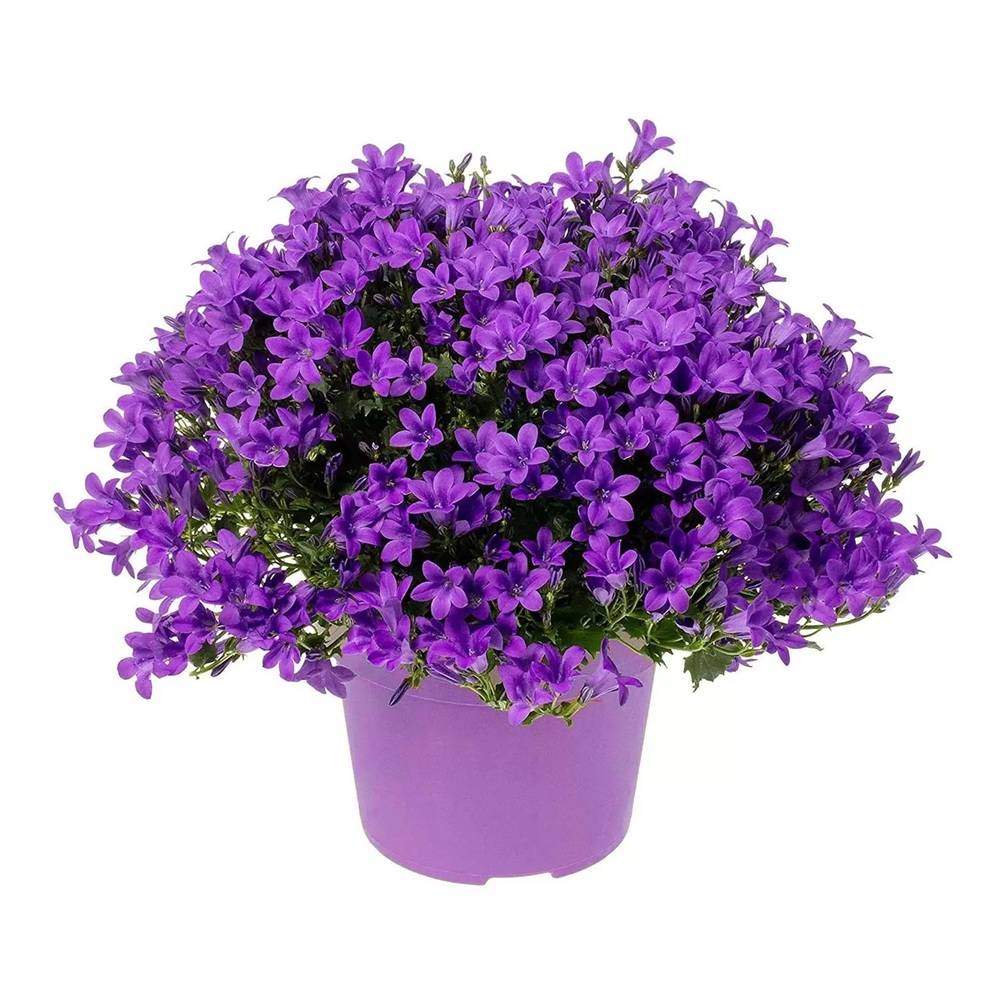 Кампанула Амбелла парпл d12 см