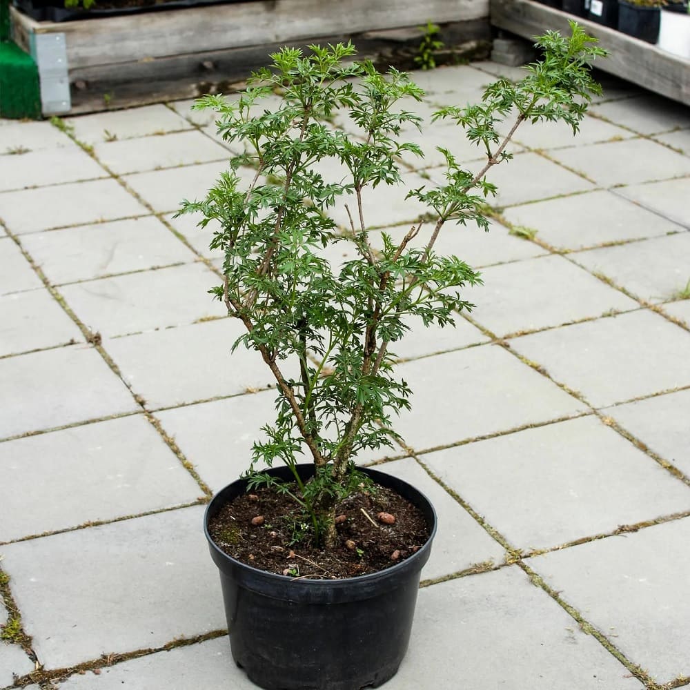 Бузина черная Лациниата ЗКС