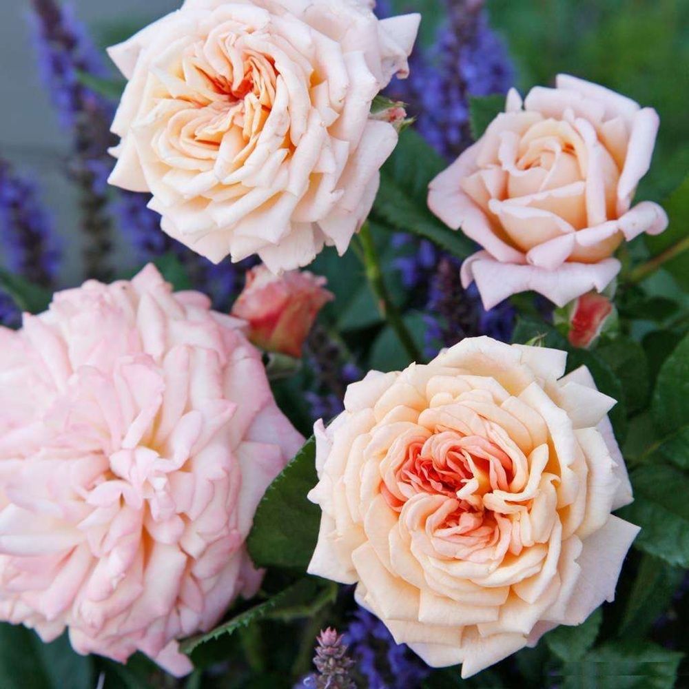 Роза флорибунда Амаретто С7