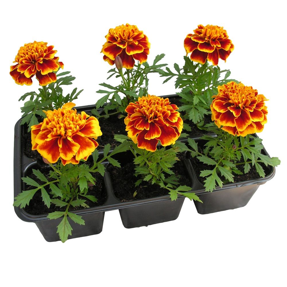 Рассада Бархатцы отклоненные двухцветные 6 шт