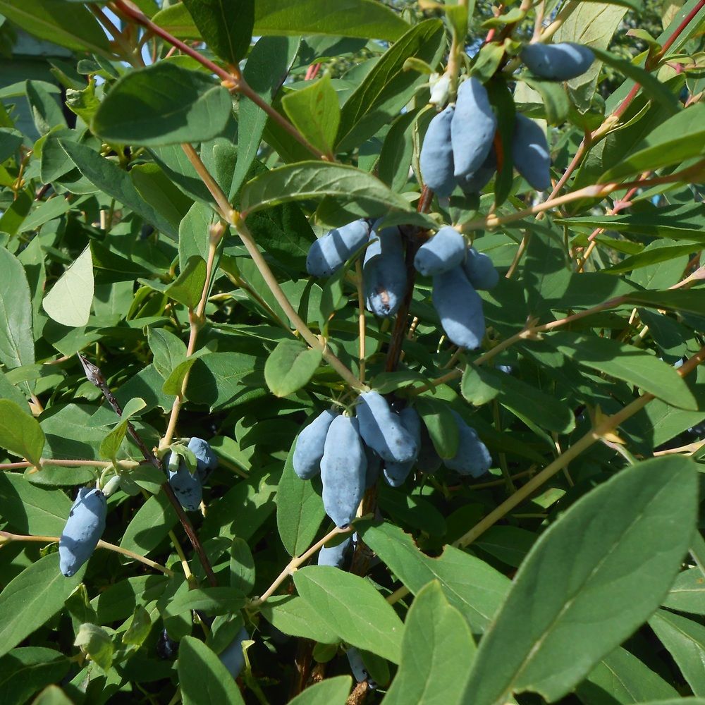 Жимолость Голубое веретено ЗКС