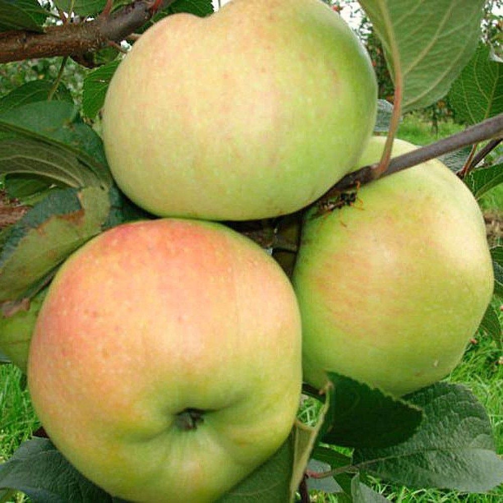 Яблоня полукарлик зимняя Ладога ЗКС