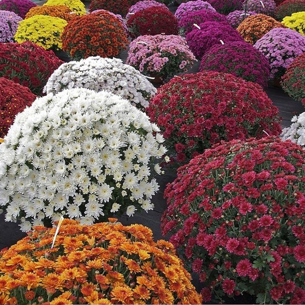 Хризантема мультифлора микс d13 см